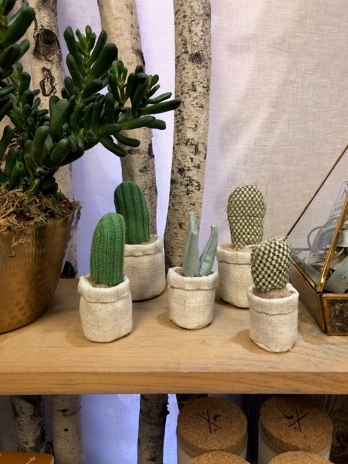 Cactus & Succulents
